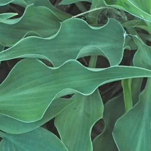Hosta Briar Patch Live Plant – 5.25