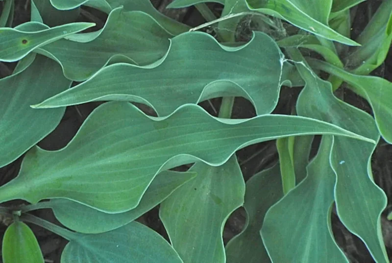 Hosta Briar Patch Live Plant – 5.25" Pot – Well Rooted Perennial Shade - Image 4