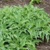 Hosta Briar Patch Live Plant – 5.25" Pot – Well Rooted Perennial Shade - Image 1