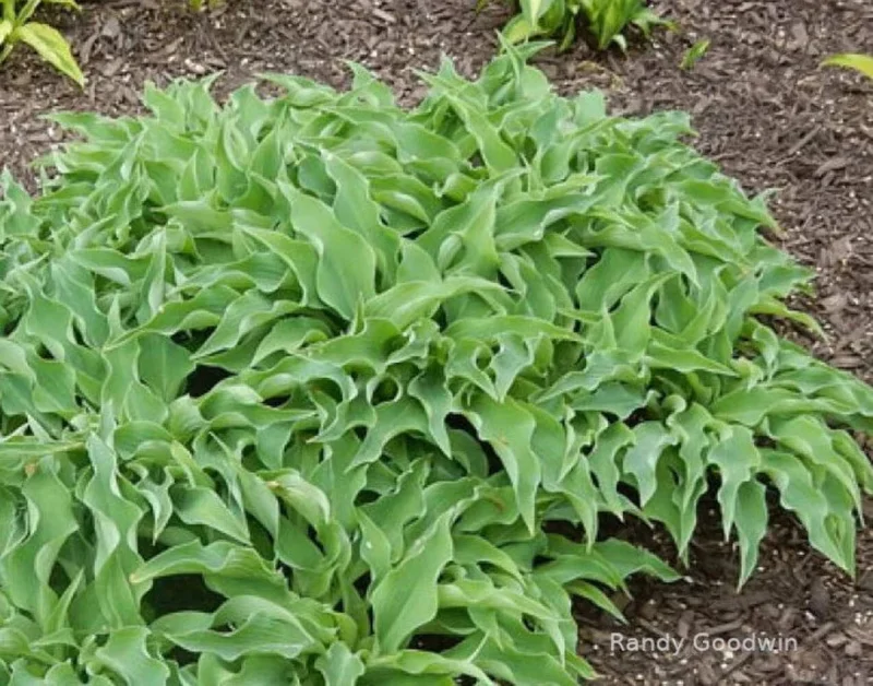 Hosta Briar Patch Live Plant – 5.25" Pot – Well Rooted Perennial Shade - Image 1