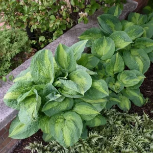 Hosta Brother Stefan Live Plant – 5.25 inch Pot – Well Rooted Perennial Shade Plant - Image 2