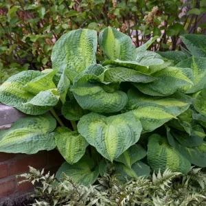 Hosta Brother Stefan Live Plant – 5.25 inch Pot – Well Rooted Perennial Shade Plant - Image 3