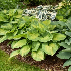 Hosta Brother Stefan Live Plant – 5.25 inch Pot – Well Rooted Perennial Shade Plant - Image 4