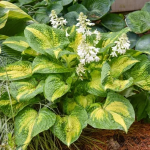 Hosta Brother Stefan Live Plant – 5.25 inch Pot – Well Rooted Perennial Shade Plant - Image 5