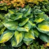Hosta Brother Stefan Live Plant – 5.25 inch Pot – Well Rooted Perennial Shade Plant - Image 1