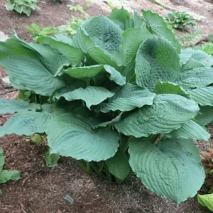 Hosta Brutus Live Plant – 5.25" Pot – Large Perennial Shade Plant for Gardens - Image 1