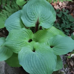 Hosta 'Calm Before the Storm' Live Plant – 5.25 Inch Pot – Perennial Shade - Image 2