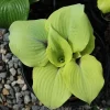 Hosta 'Calm Before the Storm' Live Plant – 5.25 Inch Pot – Perennial Shade - Image 1