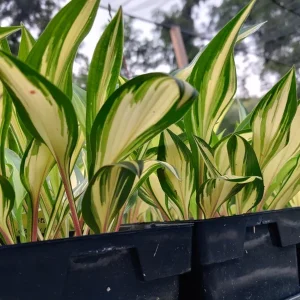 Hosta Cherry Berry Live Plant - 5.25