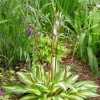 Hosta Cherry Berry Live Plant - 5.25" Pot, Perennial Shade Plant, Unique Red Stems - Image 1