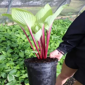 Hosta 'Cherry Cheesecake' Live Plant – Perennial Shade Plant – 5.25