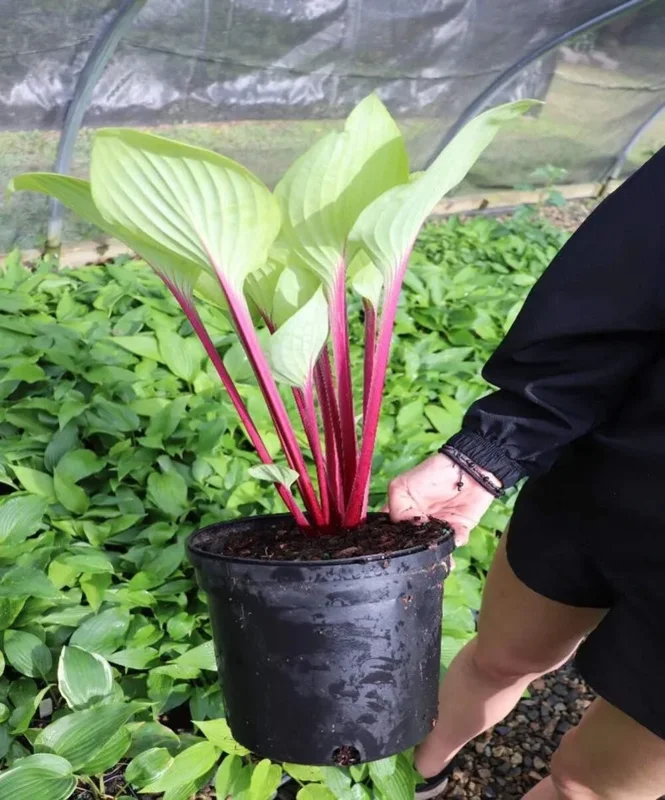 Hosta 'Cherry Cheesecake' Live Plant – Perennial Shade Plant – 5.25" Pot - Image 2