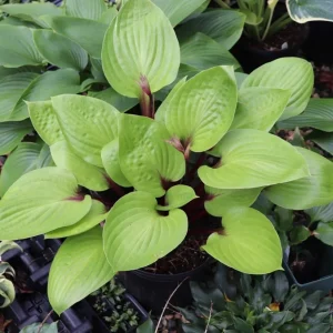 Hosta 'Cherry Cheesecake' Live Plant – Perennial Shade Plant – 5.25