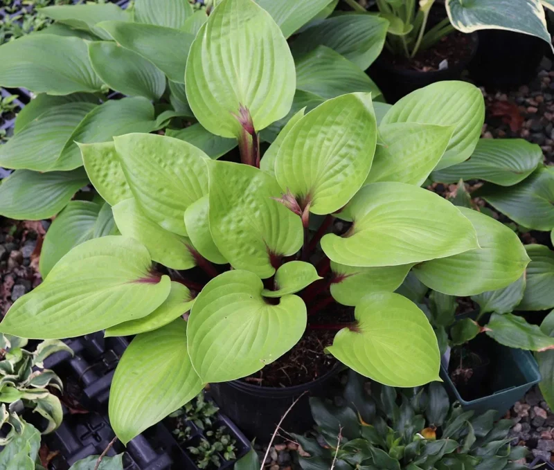 Hosta 'Cherry Cheesecake' Live Plant – Perennial Shade Plant – 5.25" Pot - Image 3