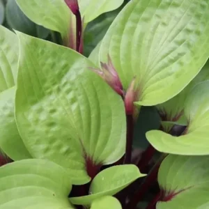 Hosta 'Cherry Cheesecake' Live Plant – Perennial Shade Plant – 5.25