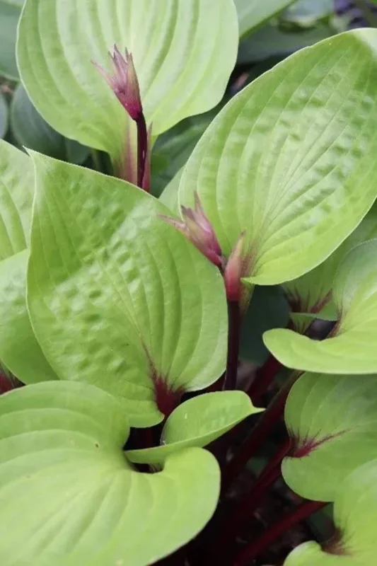Hosta 'Cherry Cheesecake' Live Plant – Perennial Shade Plant – 5.25" Pot - Image 1