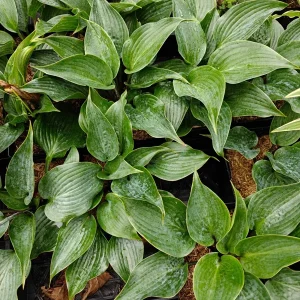 Hosta Chicago Blues Live Plant – 5.25