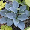 Hosta Chicago Blues Live Plant – 5.25" Pot – Well Rooted Perennial Shade Plant - Image 1