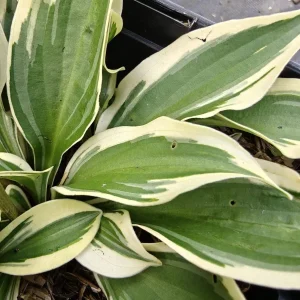 Hosta Cosmic Dew Live Plant – 5.25 inch Pot – Perennial Shade Plant - Image 2
