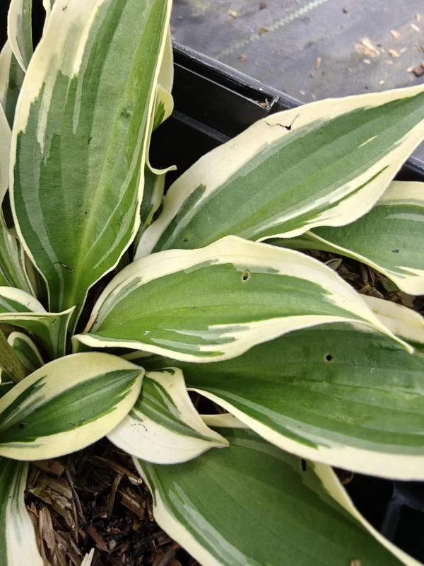Hosta Cosmic Dew Live Plant – 5.25 inch Pot – Perennial Shade Plant - Image 2