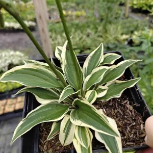 Hosta Cosmic Dew Live Plant – 5.25 inch Pot – Perennial Shade Plant - Image 1