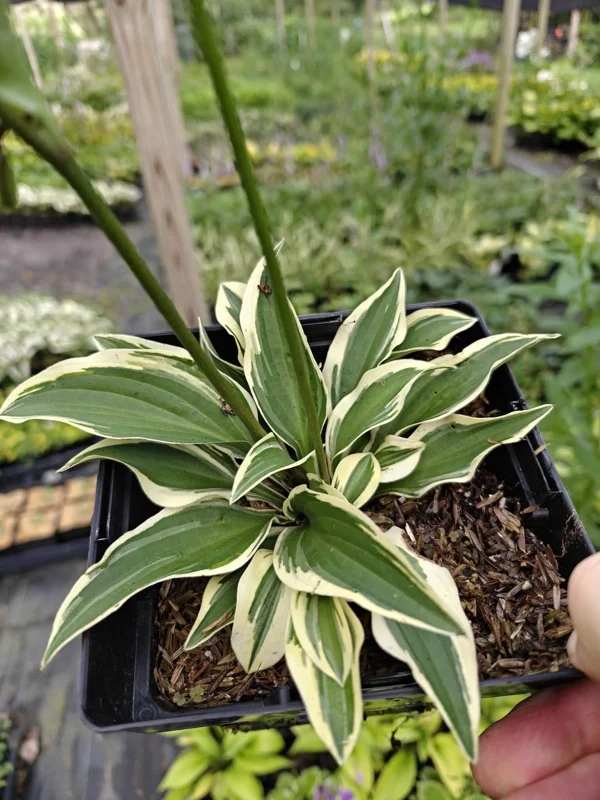 Hosta Cosmic Dew Live Plant – 5.25 inch Pot – Perennial Shade Plant - Image 1