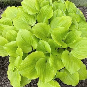 Hosta Crumb Cake Live Plant – 5.25
