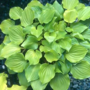 Hosta Crumb Cake Live Plant – 5.25
