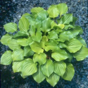 Hosta Crumb Cake Live Plant – 5.25