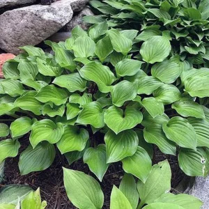 Hosta Crumb Cake Live Plant – 5.25