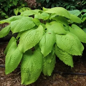 Hosta Dahlonega Live Plant – Perennial Shade Plant – 5.25