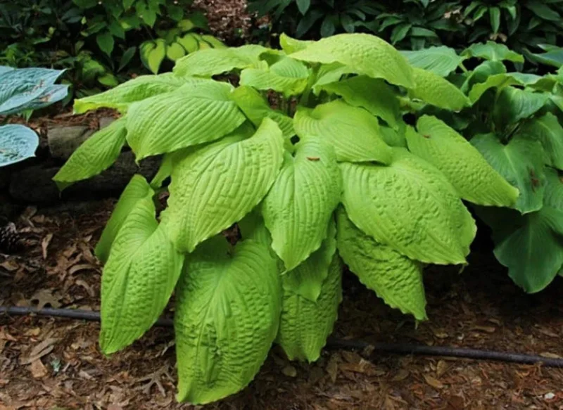 Hosta Dahlonega Live Plant – Perennial Shade Plant – 5.25" Pot – Outdoor - Image 1