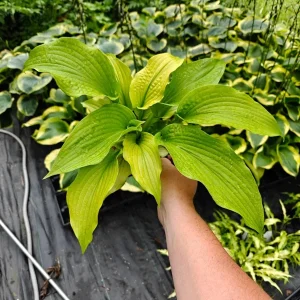 Hosta Dahlonega Live Plant – Perennial Shade Plant – 5.25
