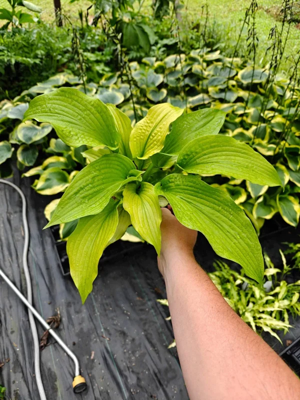 Hosta Dahlonega Live Plant – Perennial Shade Plant – 5.25" Pot – Outdoor - Image 2