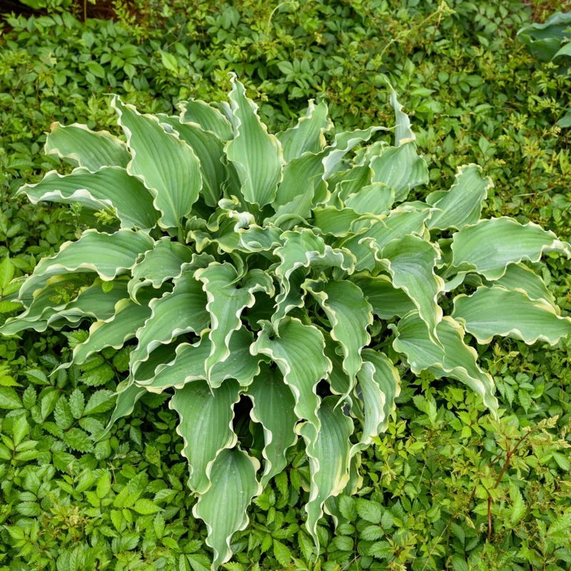 Hosta Dancing in the Moonlight Live Plant – 5.25" Pot Perennial Shade Plant - Image 2