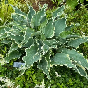 Hosta Dancing in the Moonlight Live Plant – 5.25