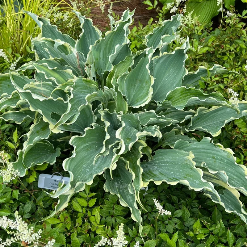 Hosta Dancing in the Moonlight Live Plant – 5.25" Pot Perennial Shade Plant - Image 1
