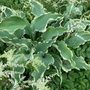 Hosta Dancing in the Moonlight Live Plant – 5.25