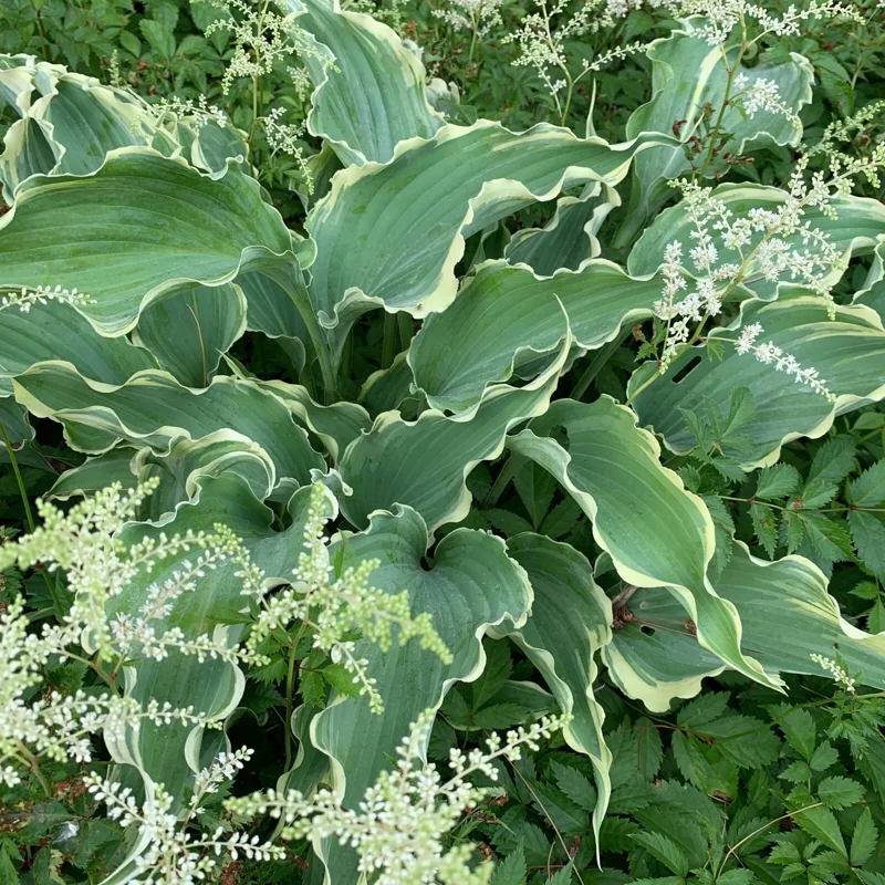 Hosta Dancing in the Moonlight Live Plant – 5.25" Pot Perennial Shade Plant - Image 3