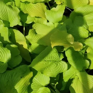Hosta Dancing Queen Live Plant - 5.25