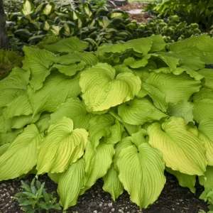 Hosta Dancing Queen Live Plant - 5.25