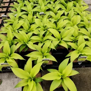 Hosta Dancing Queen Live Plant - 5.25
