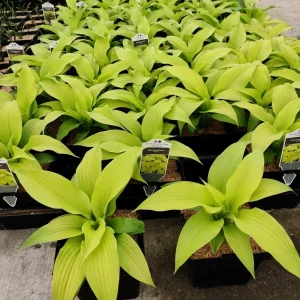 Hosta Dancing Queen Live Plant - 5.25