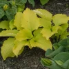 Hosta Dancing Queen Live Plant - 5.25" Pot - Perennial Shade - Image 1