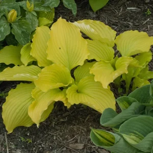 Hosta Dancing Queen Live Plant - 5.25