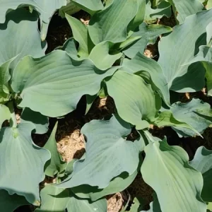 Hosta Dancing with Dragons Live Plant – 5.25