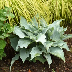 Hosta Dancing with Dragons Live Plant – 5.25
