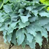 Hosta Dancing with Dragons Live Plant – 5.25" Pot Perennial Shade - Image 1