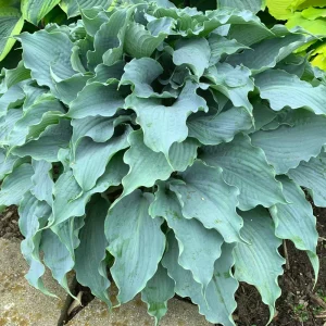 Hosta Dancing with Dragons Live Plant – 5.25