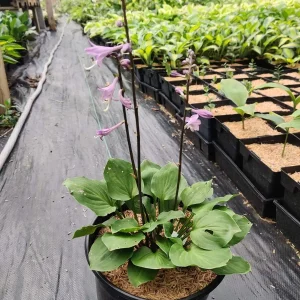 Hosta Dark Side of the Moon Live Plant – 5.25